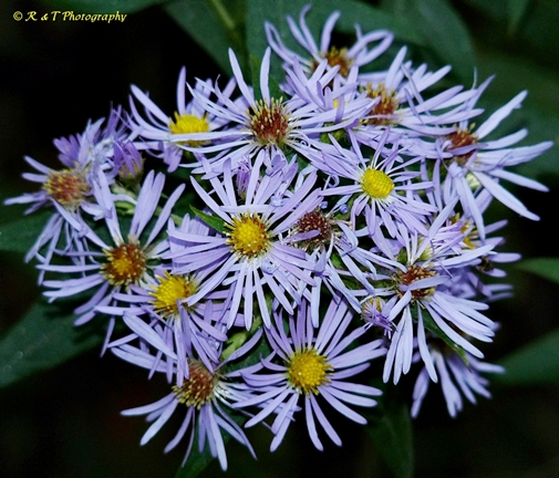 {Symphyotrichum puniceum}